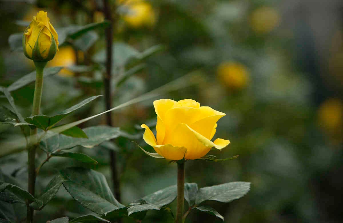 Crisis en el cultivo de rosas por coronavirus