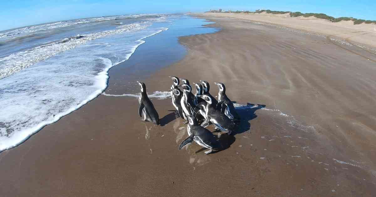 Los pingüinos son una de las especies de aves que se están viendo afectadas por cuenta del cambio climático. Foto: Fundación Mundo Marino. 