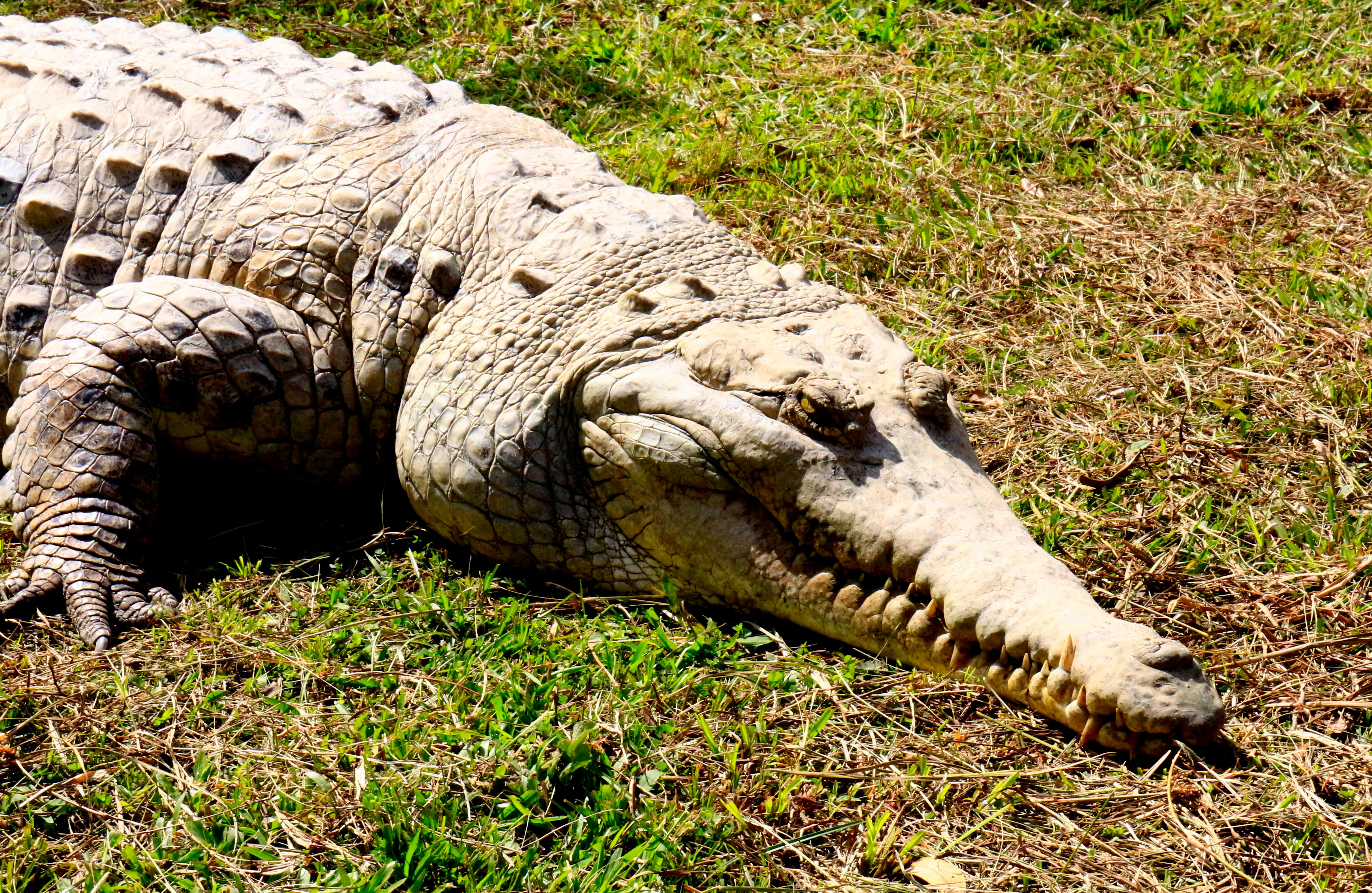 Los últimos módulos del recorrido son de información sobre la incubación de los caimanes y todo su desarrollo