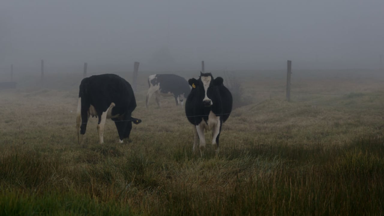 La actividad lechera hace parte de la economía de Cerinza, Boyacá.