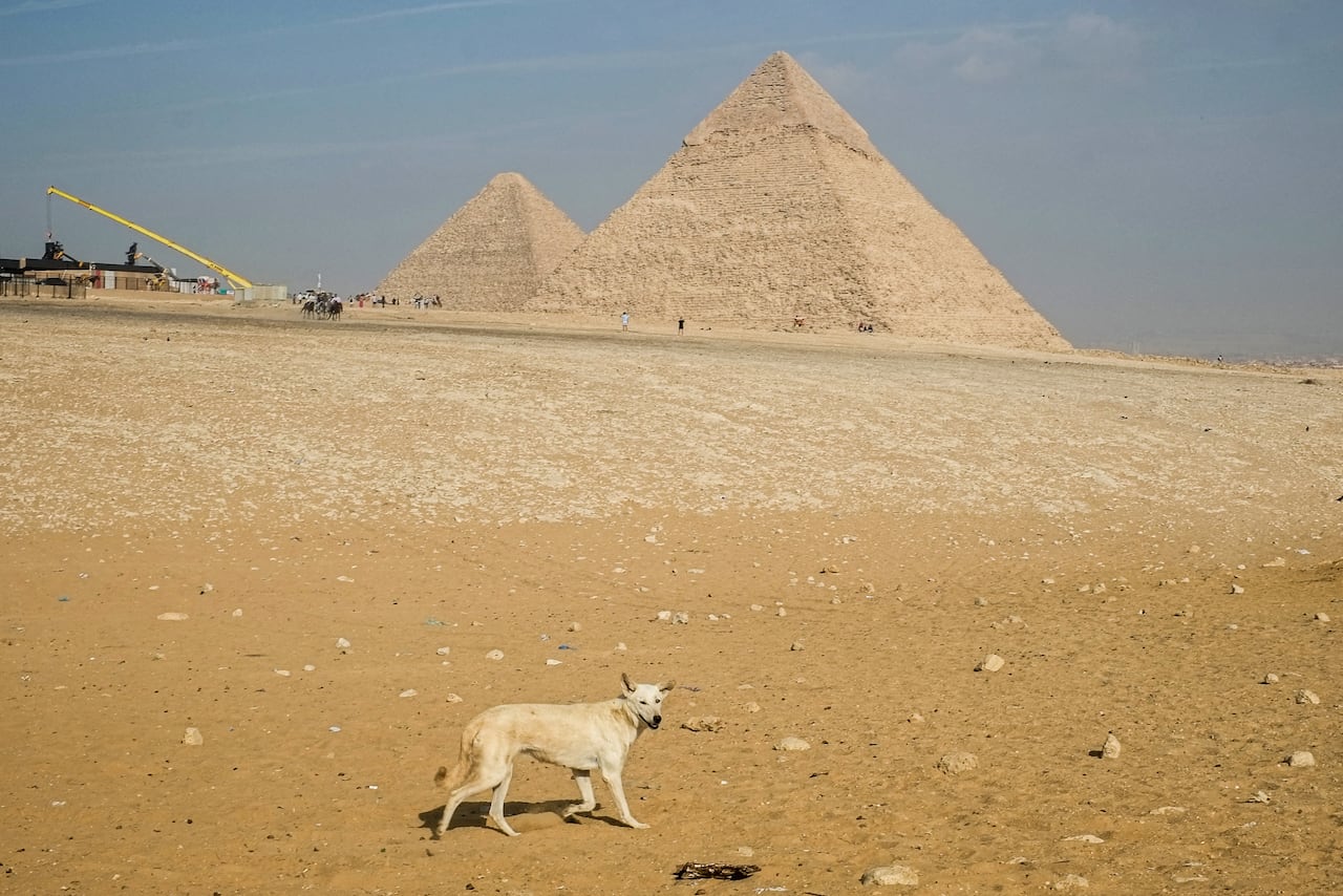 La nueva sensación en las pirámides de Egipto que está cautivando a los turistas; algunos afirman tener una conexión especial