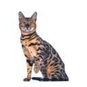 Los bengalíes son activos y están siempre
alerta.