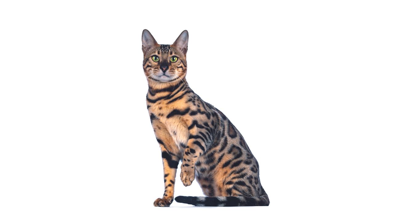 Los bengalíes son activos y están siempre
alerta.