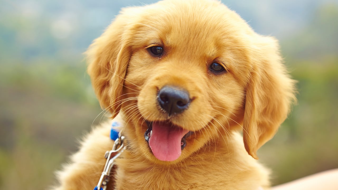 Esta iniciativa tiene como base denuncias realizadas por grupos animalistas en el que se demostraba cómo en algunos casos había maltrato y crueldad en la crianza de las mascotas antes de ser puestos en venta.