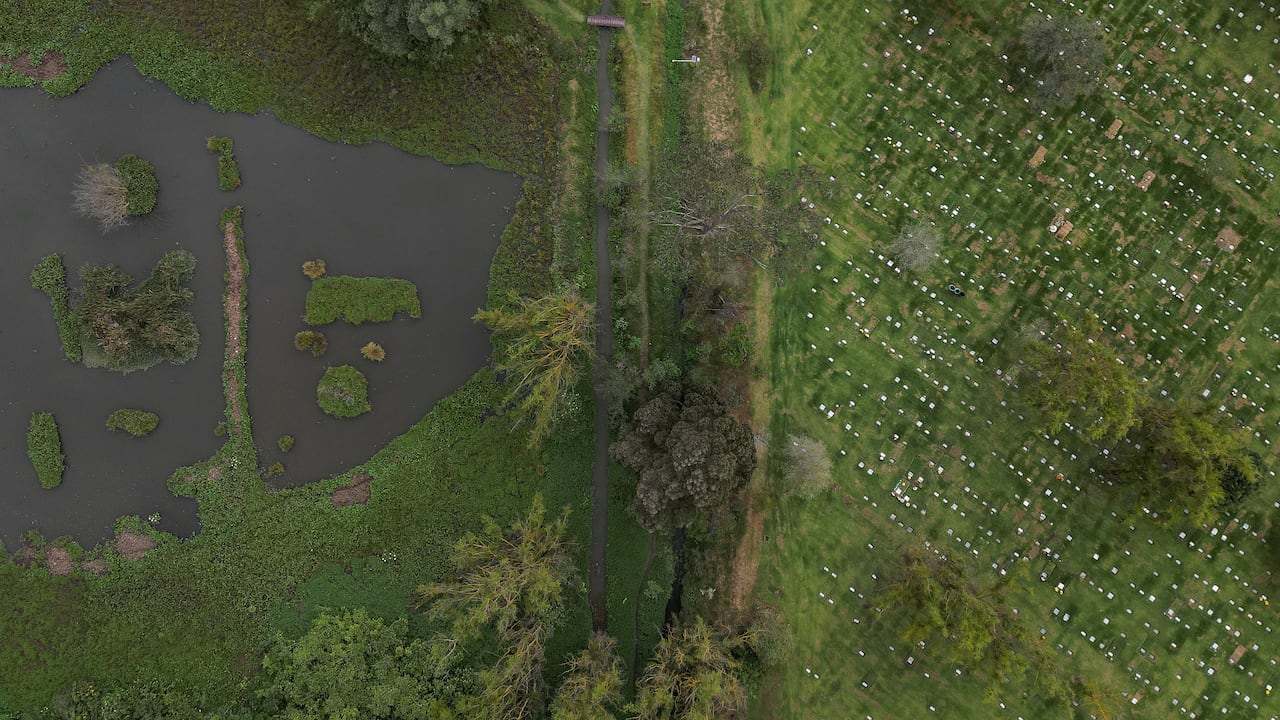 120 hectáreas serán reforestadas en la reserva Van der Hammen para crear un gran bosque urbano y fortalecer la conectividad ecológica.