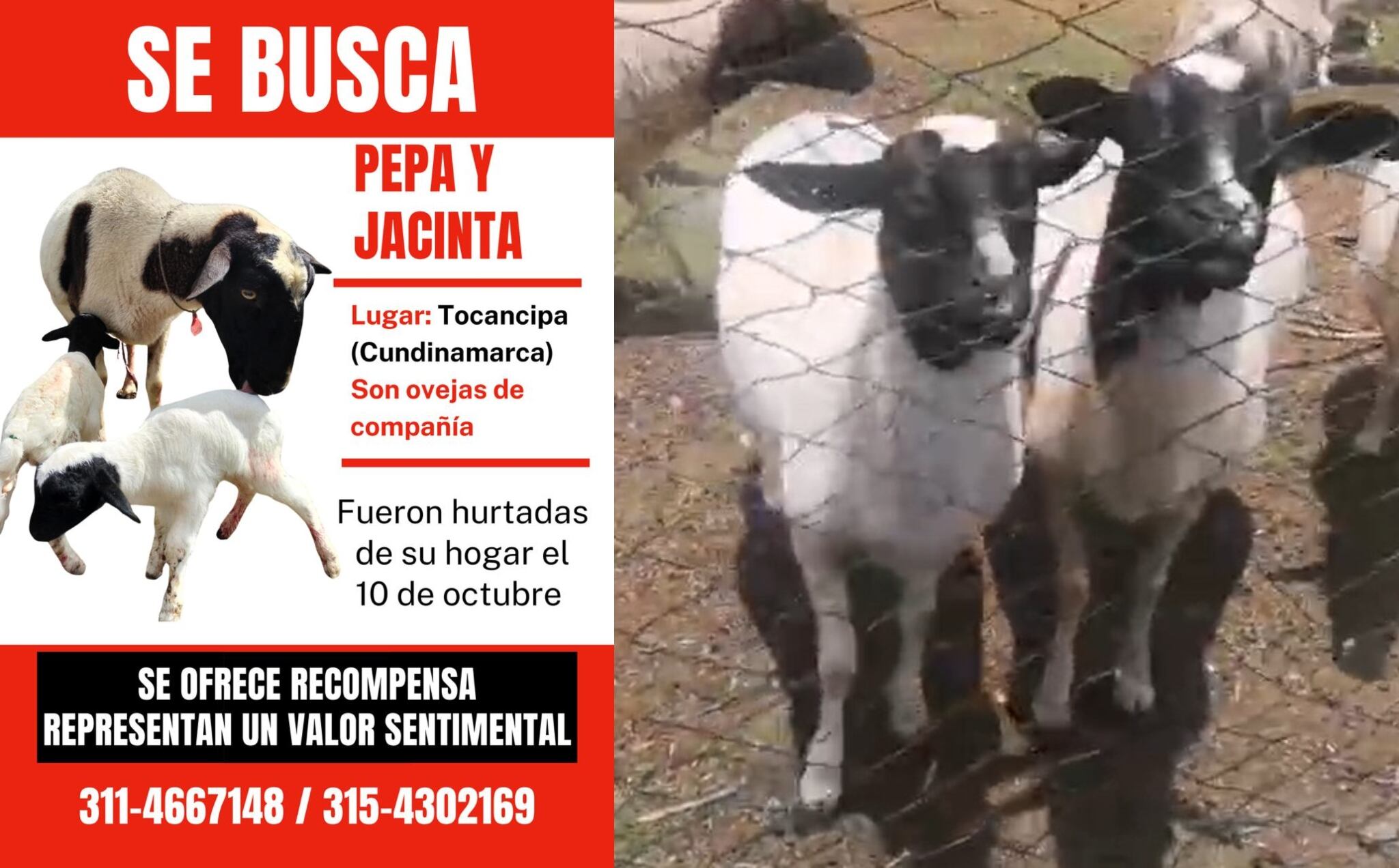 Ovejas perdidas en Tocancipá