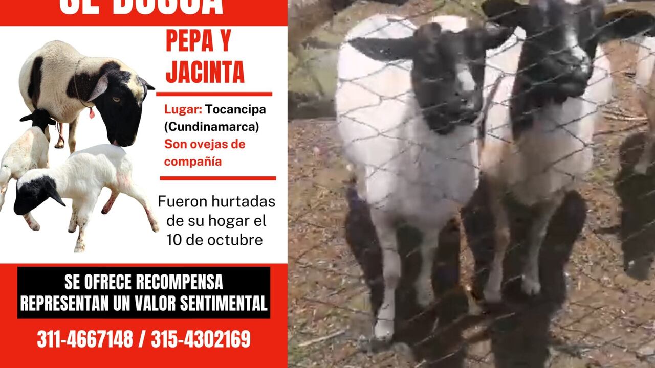 Ovejas perdidas en Tocancipá