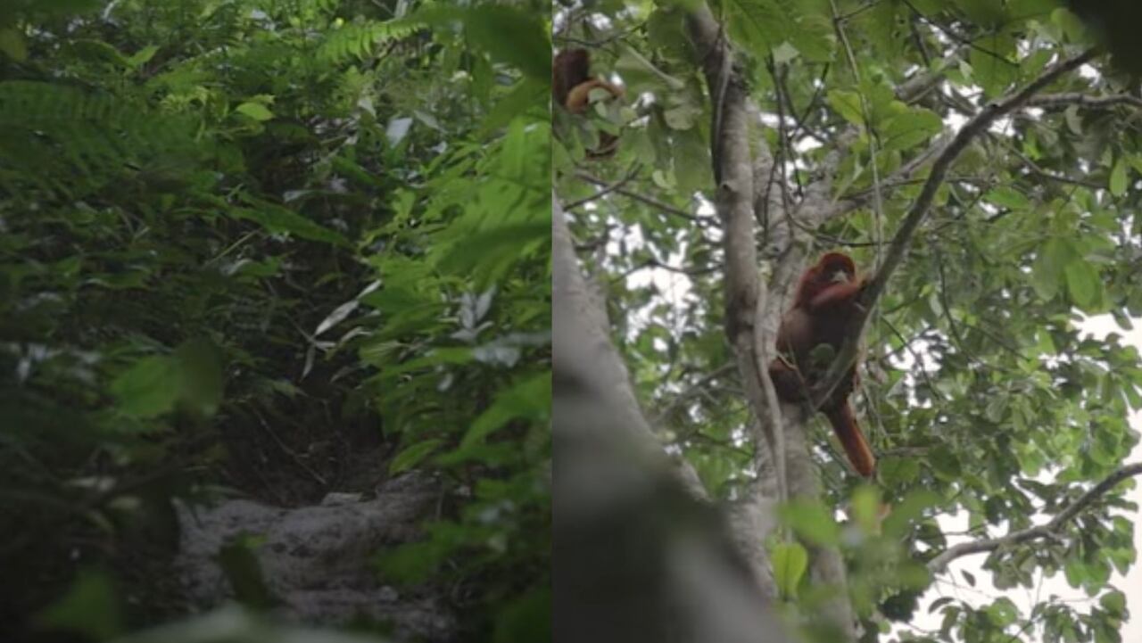 Viaje a Filandia, pueblo colombiano reconocido por la ONU como destino turístico rural: estos son sus mejores atractivos