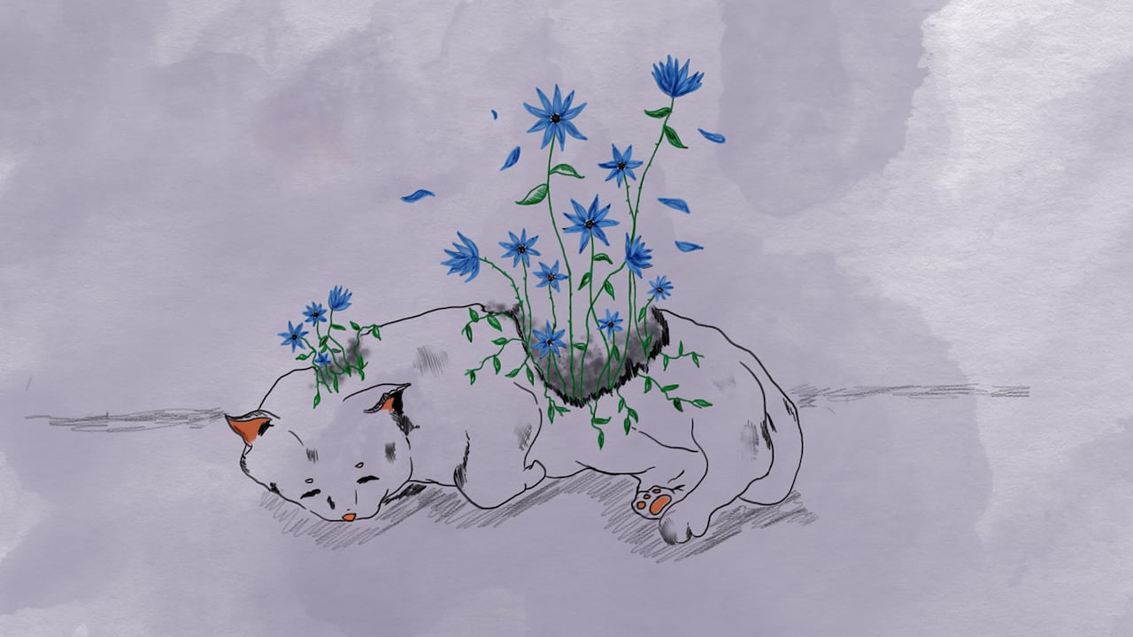 En Antioquia ya se han presentado casos de atropellamiento de tigrillos lanudos, estos animales están en peligro de extinción. Es el primer registro de atropellamiento de una especie de felinos silvestres.