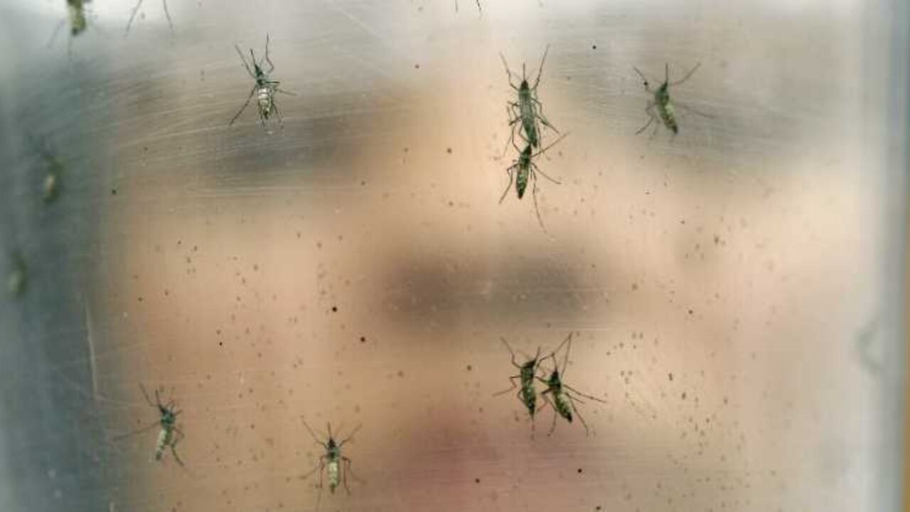 Casi 300 casos de infección de virus zika en Colombia corresponden a mujeres en estado de gestación.