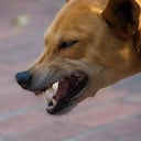 La enfermedad de la rabia vuelve agresivos a los perros y pueden transmitirles a los humanos.