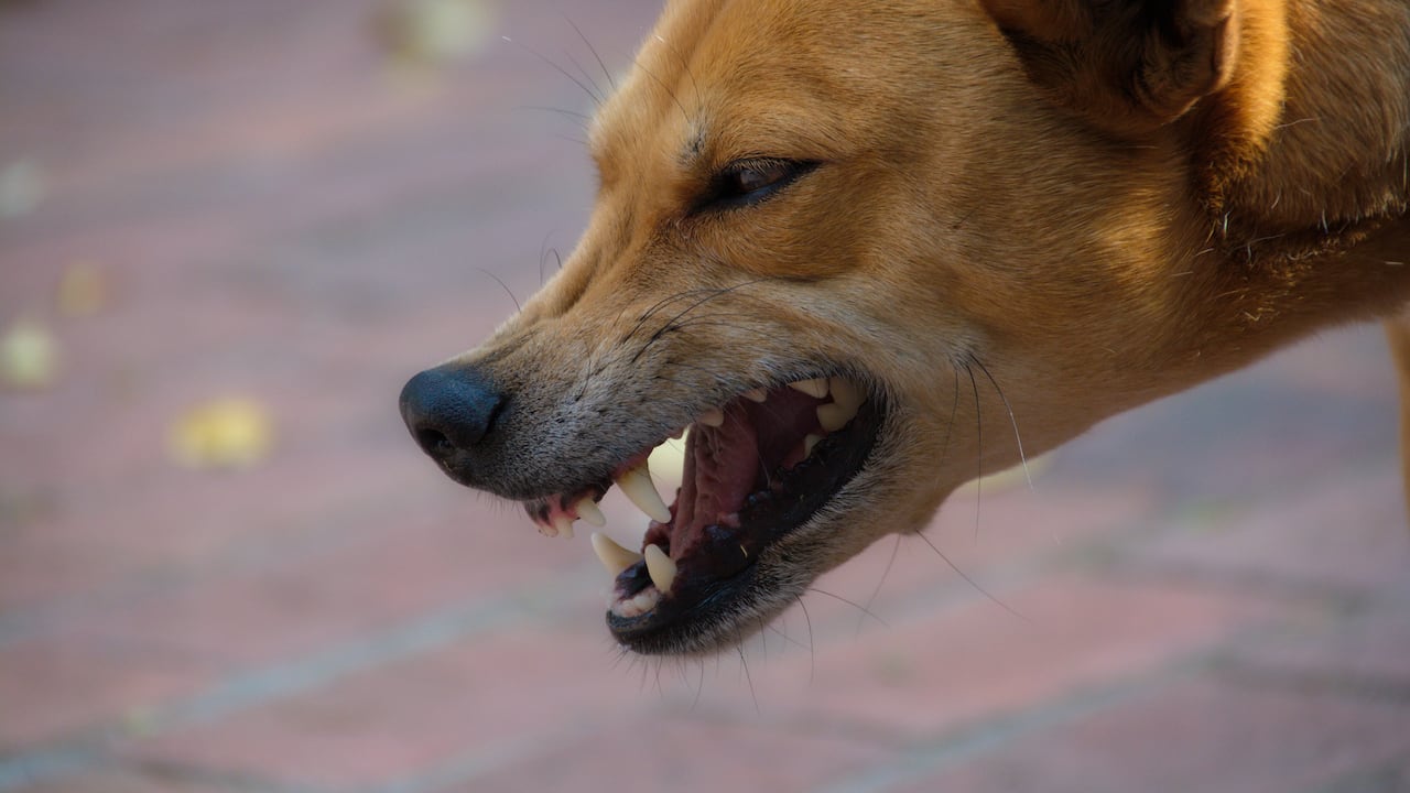 La enfermedad de la rabia vuelve agresivos a los perros y puede transmitirse a los humanos.