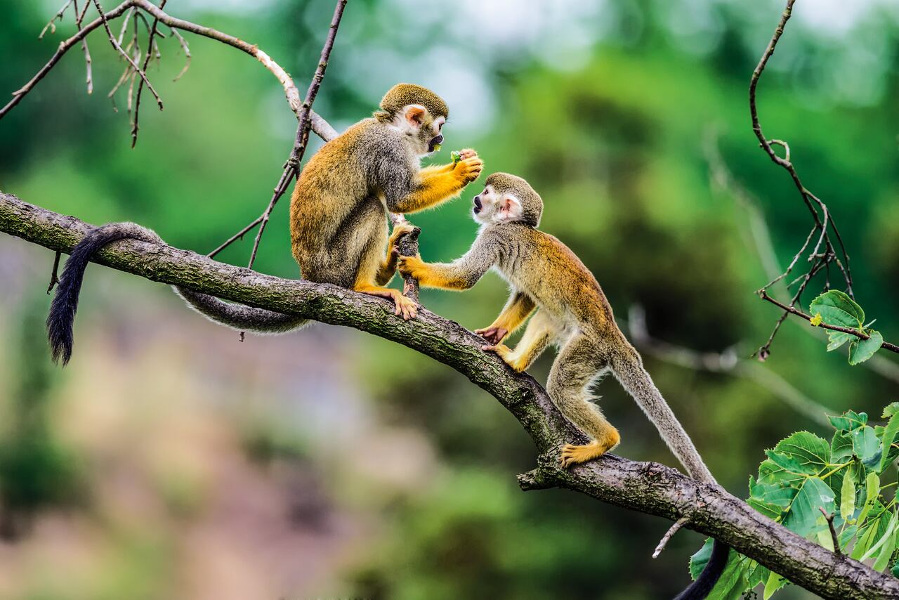 Uno de los atractivos de Leticia es observar diferentes animales e interactuar con ellos.