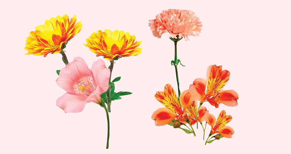 400 tipos de flores son producidas para exportar.