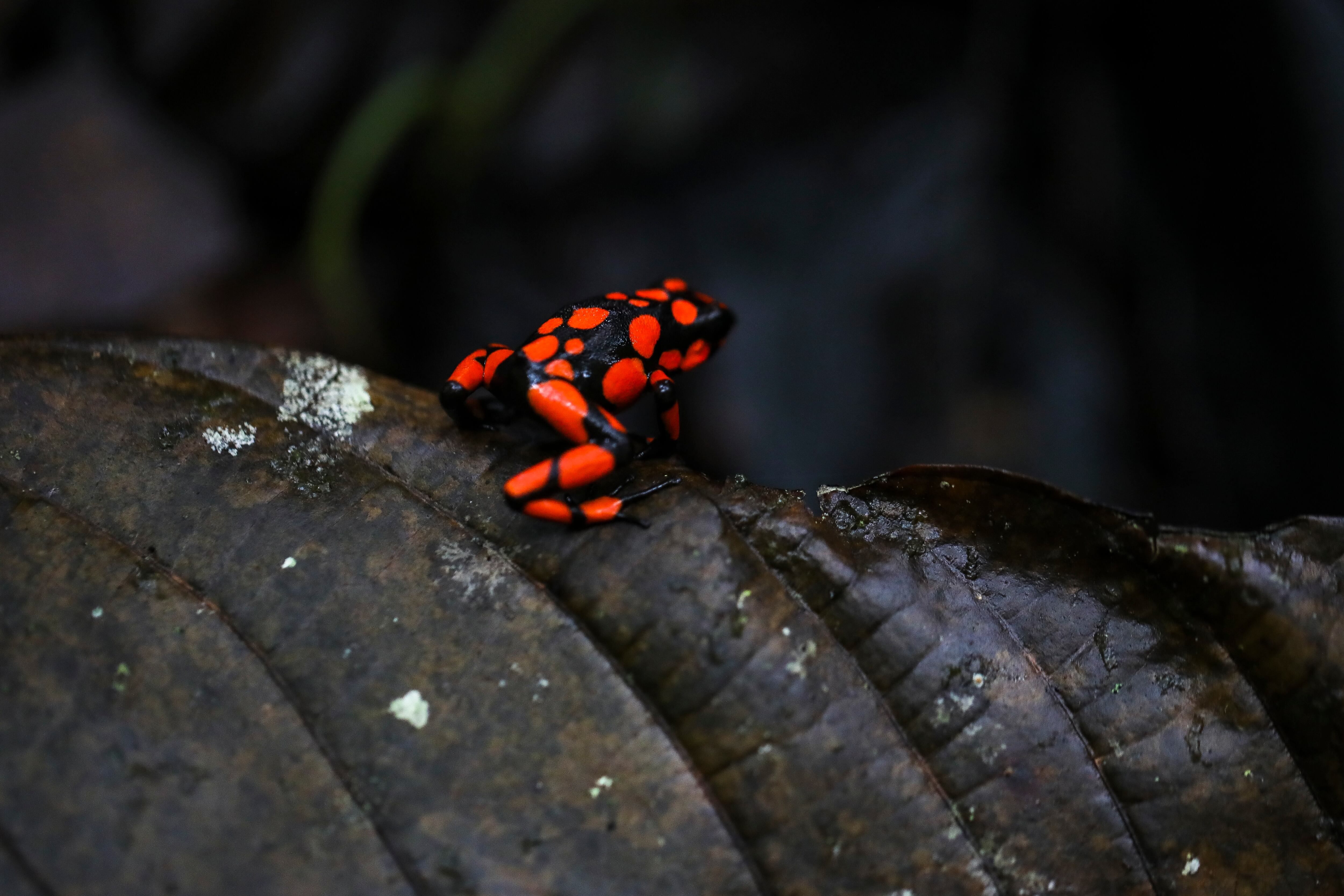 Asimismo, el avistamiento de aves y anfibios es otro de los servicios que ofrecen los operadores turísticos en Nuquí.