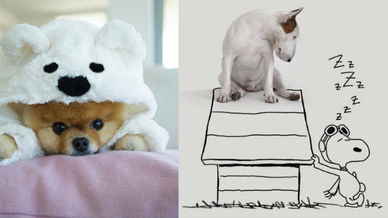 Instagram @jiffpom / rafaelmantesso