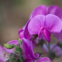 En los balcones más soleados, una planta pendiente de la reina se balancea grácilmente, atrayendo miradas con sus flores vibrantes. Pero detrás de su belleza, se esconde un cuidado delicado que demanda atención meticulosa.