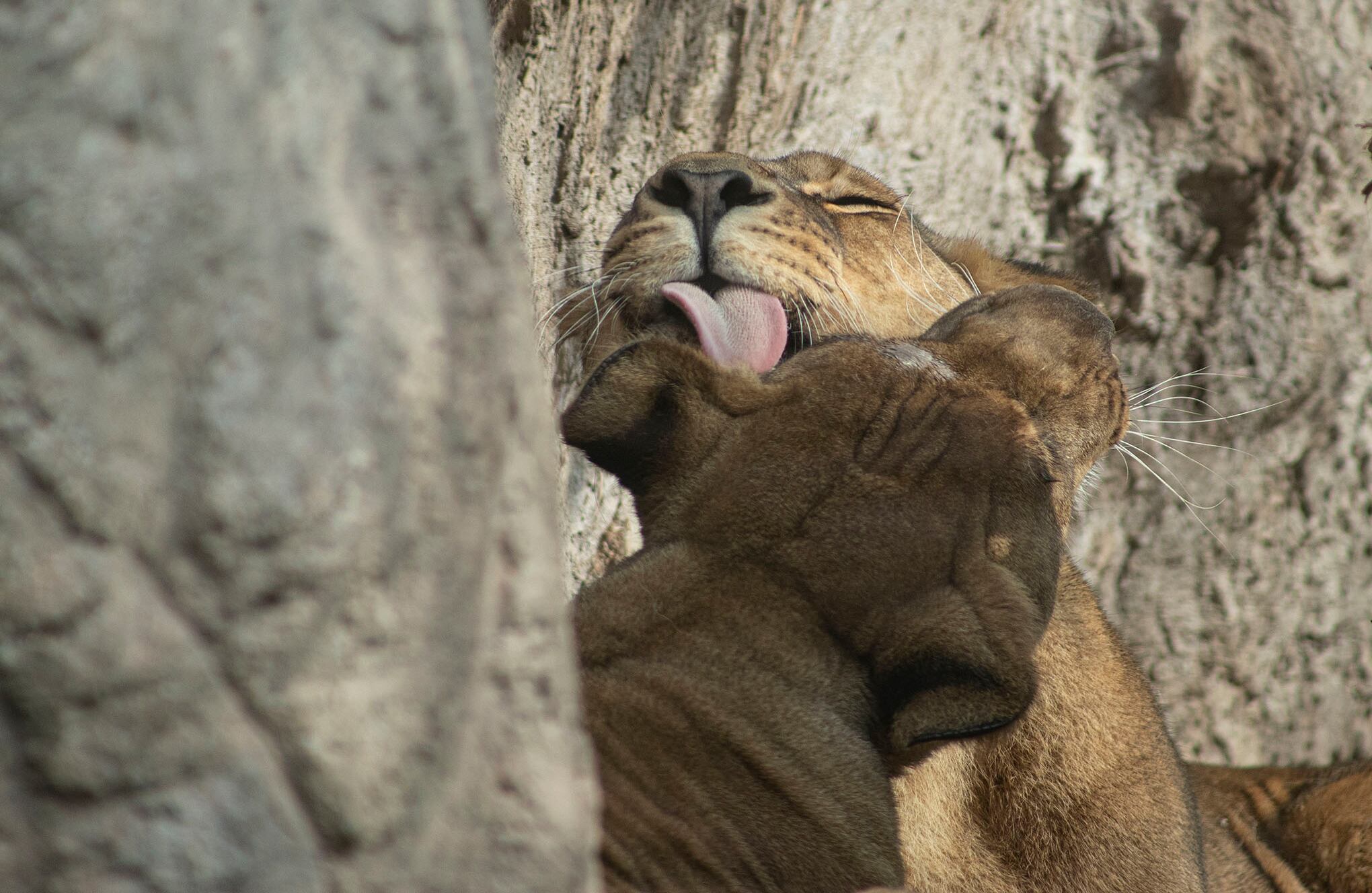 Zoológico en Santiago de Chile
