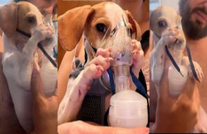 Tunico es un perro que se ha vuelto viral en redes sociales por sostener su máscara respiratoria. Foto de redes sociales (@aryaneandradee)