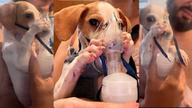 Tunico es un perro que se ha vuelto viral en redes sociales por sostener su máscara respiratoria. Foto de redes sociales (@aryaneandradee)