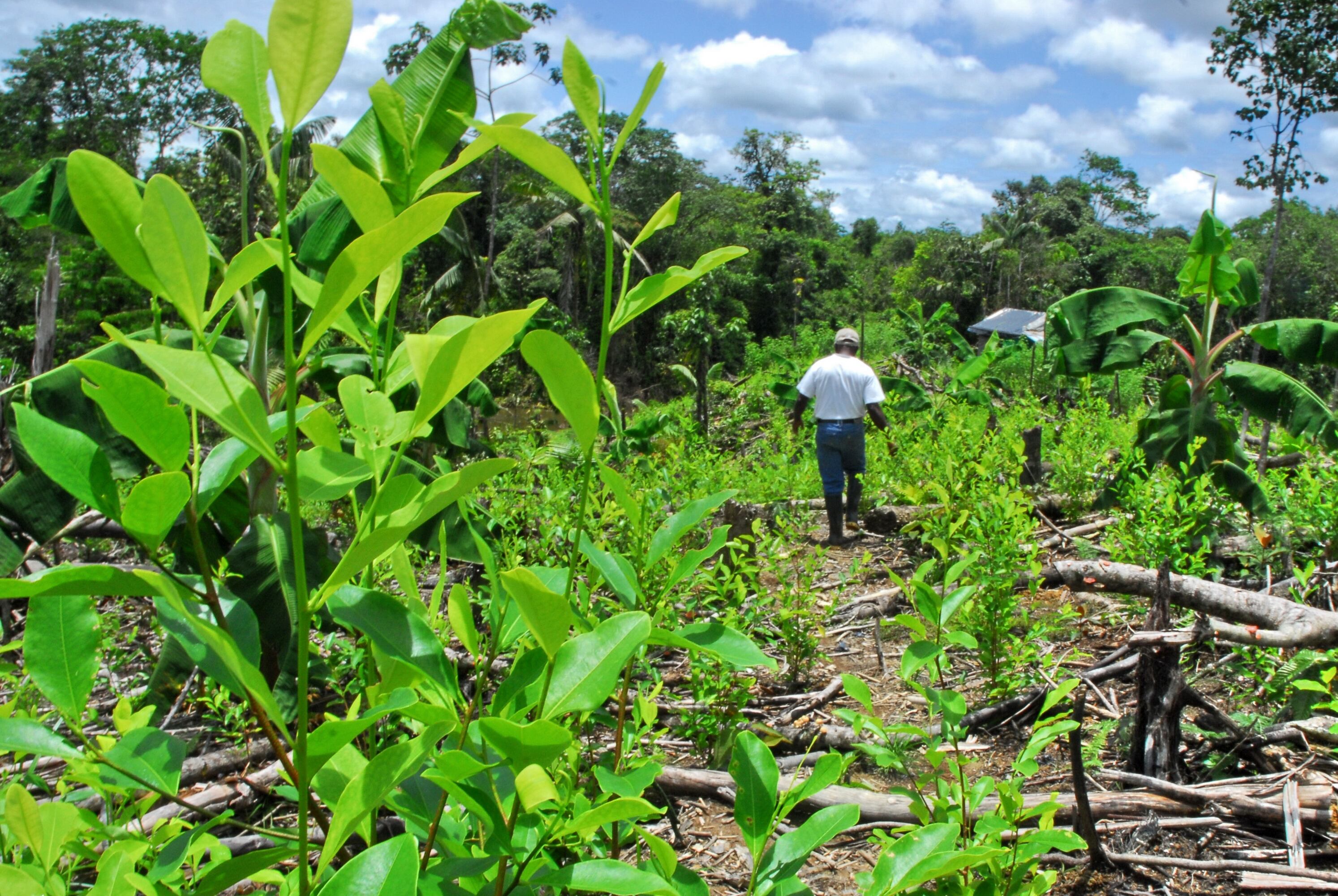 En algunos de esos predios, en el pasado, hubo cultivos ilícitos, peor los campesinos aseguran haber cumplido con el compromiso de erradicación manual.