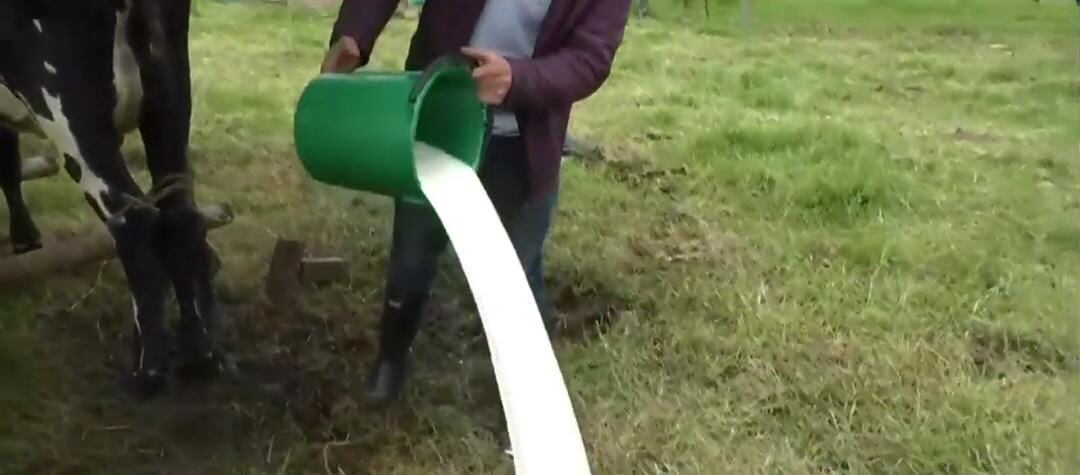 Campesinos están botando la leche por los bajos a los que la pagan.