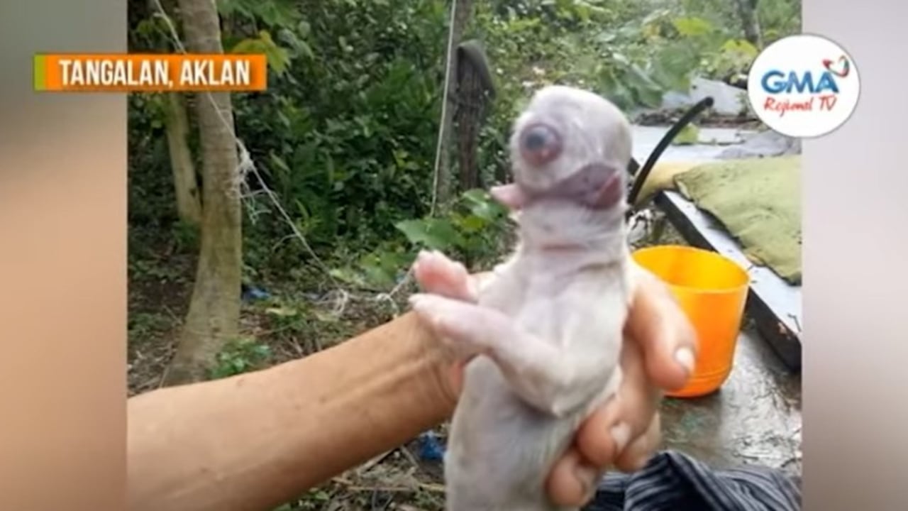Perro de un ojo Ciclope