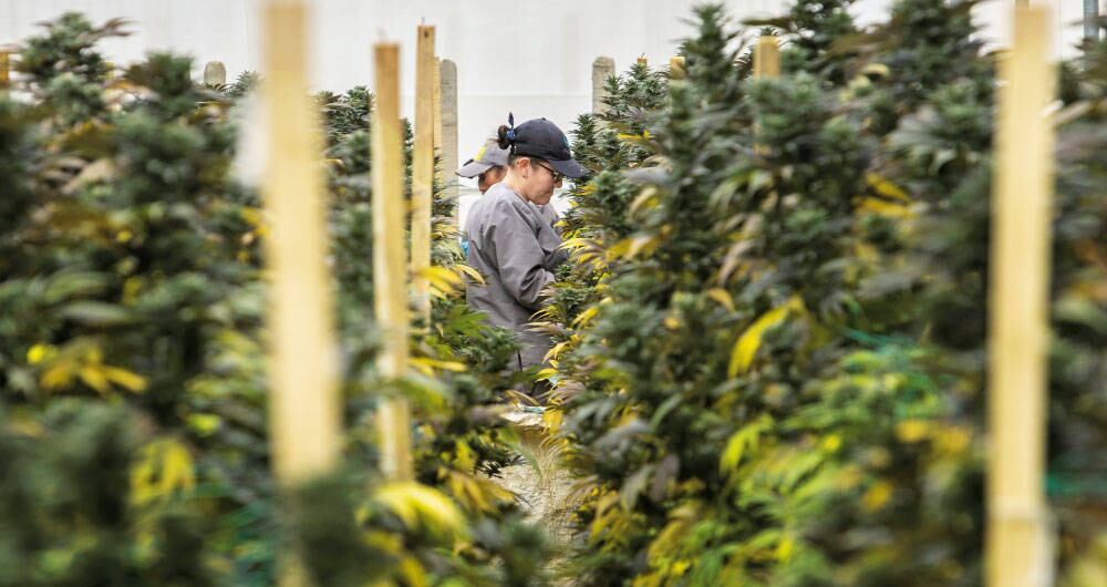 La Comisión Primera de la Cámara de Representantes aprobó en quinto debate el proyecto de ley para regular el cannabis de uso adulto.