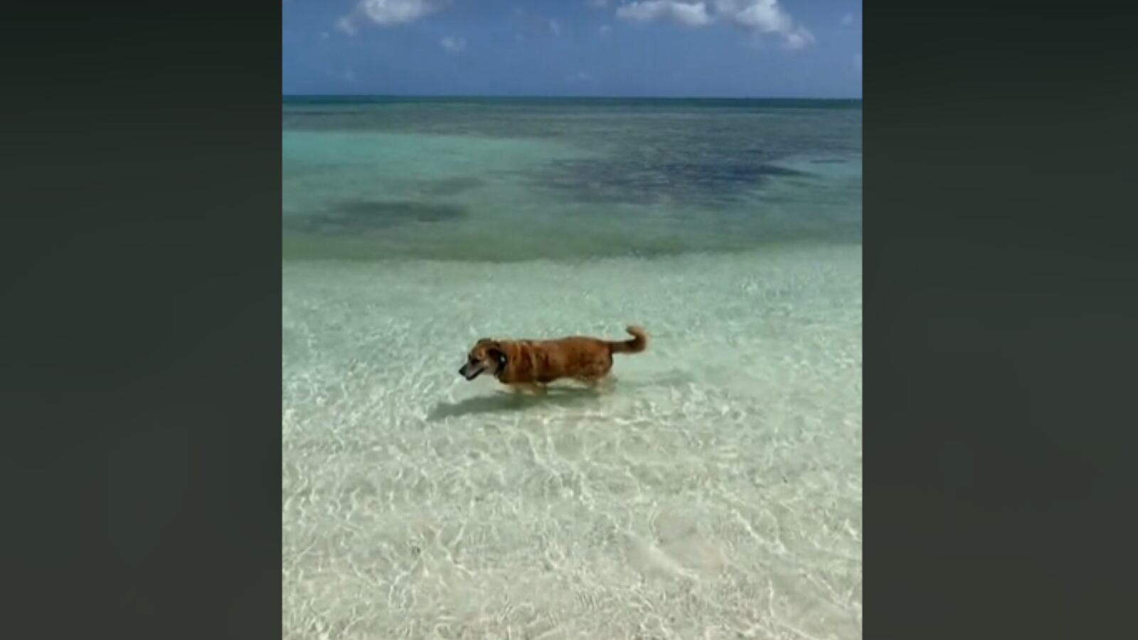 La destreza del animal es impresionante a pesar de sus limitaciones.