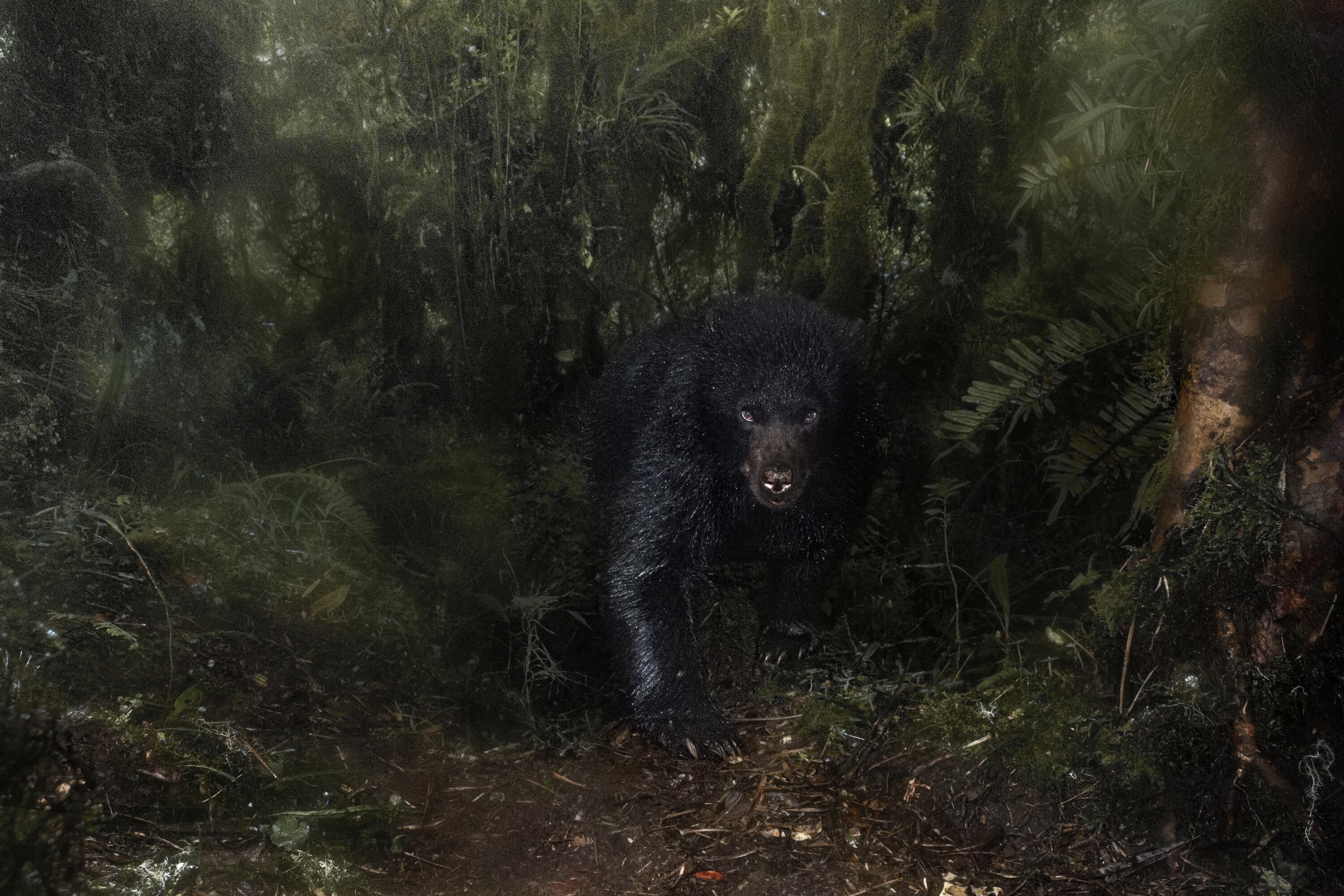 "Cuando el oso pasó frente al equipo, la lluvia había salpicado el lente, interfiriendo en mi imagen creando pinceladas y texturas que  sumergen en la humedad del bosque altoandino", Santiago J. Monroy García.