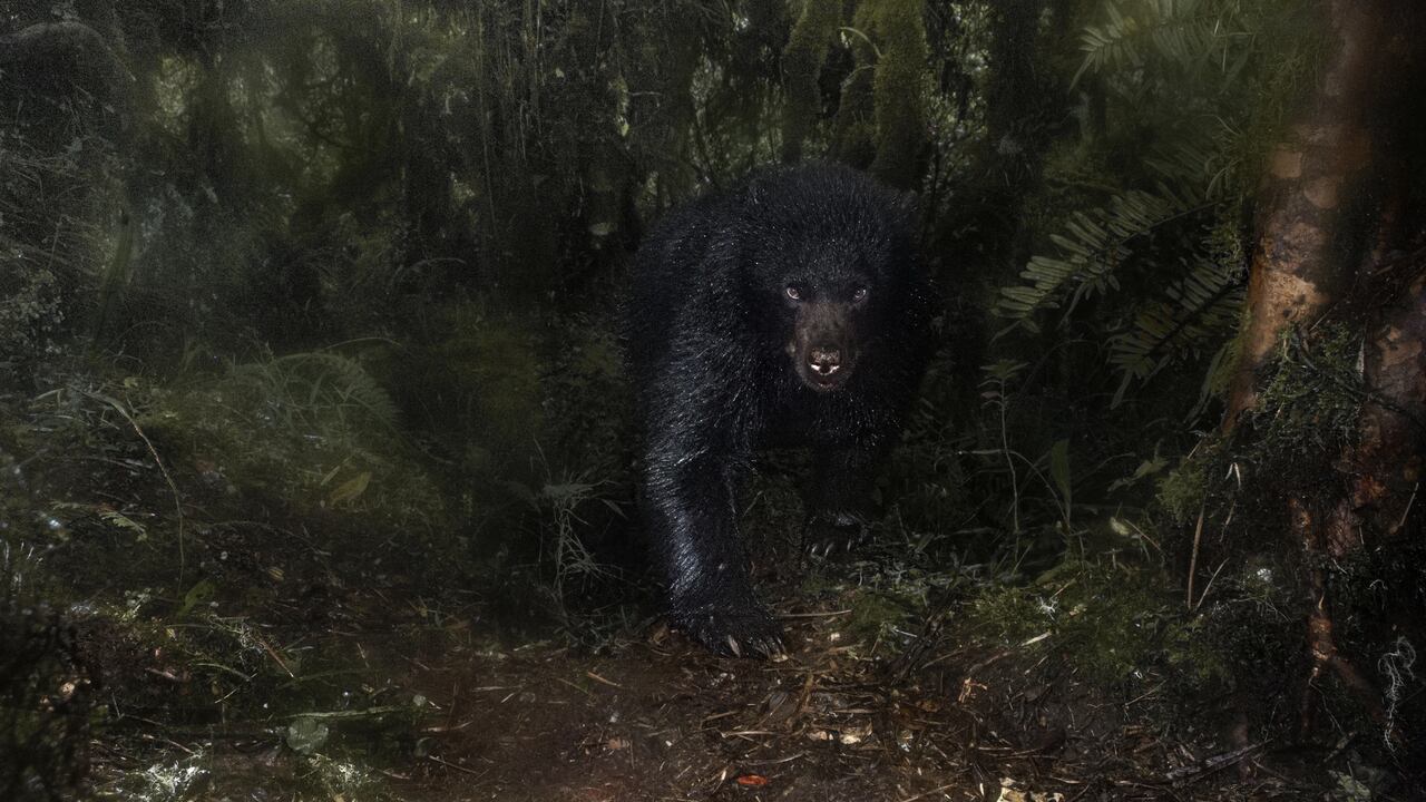 "Cuando el oso pasó frente al equipo, la lluvia había salpicado el lente, interfiriendo en mi imagen creando pinceladas y texturas que sumergen en la humedad del bosque altoandino", Santiago J. Monroy García.