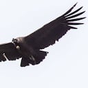 El cóndor es el ave emblemática de Colombia y varios países de América Latina. Foto: Fernando Castro - Colombia hoy.