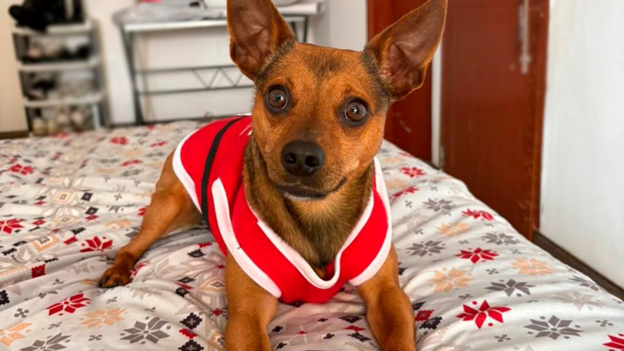 "Niño" desapareció el sábado al mediodía saliendo de la guardería Huellas