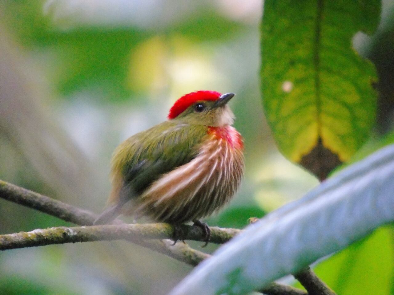 Saltarín rayado (Striolated Manakin) es una de las especies que se pueden avistar en Pance