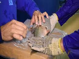 El bocachico es una especie endémica de los ríos Magdalena, Sogamoso, Cauca y Sinú.