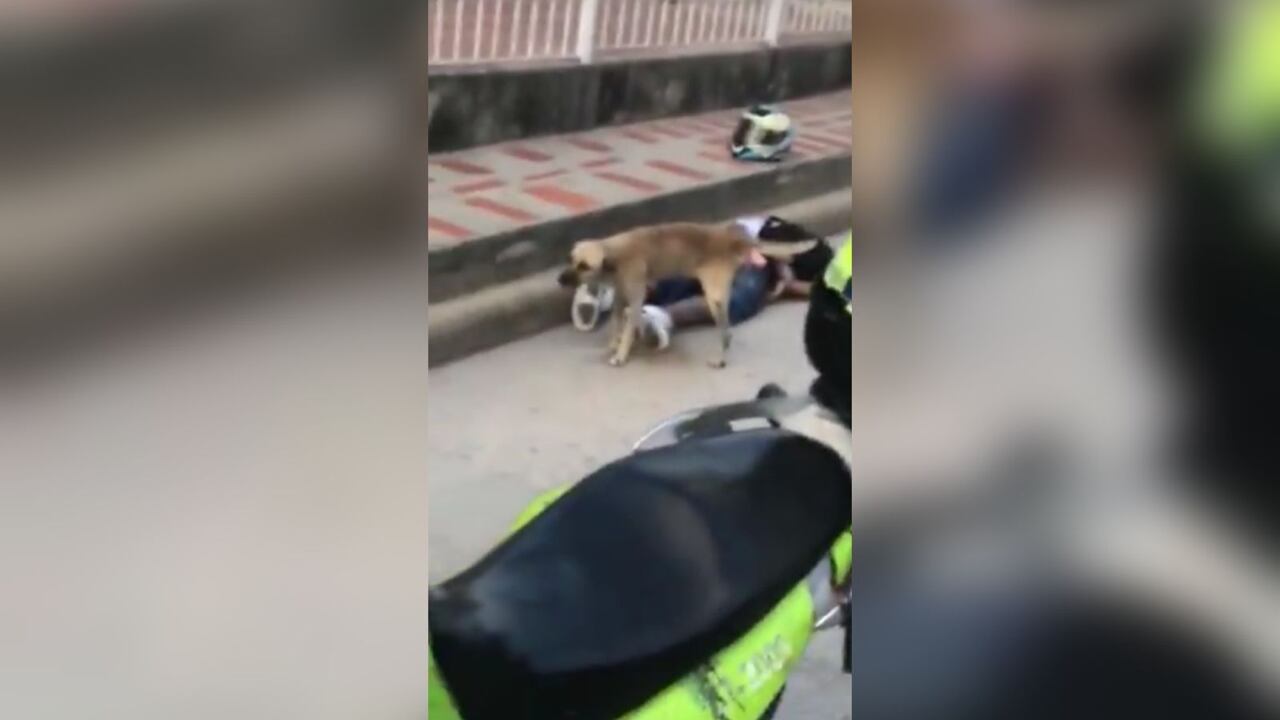 Perro orinó a presunto ladrón