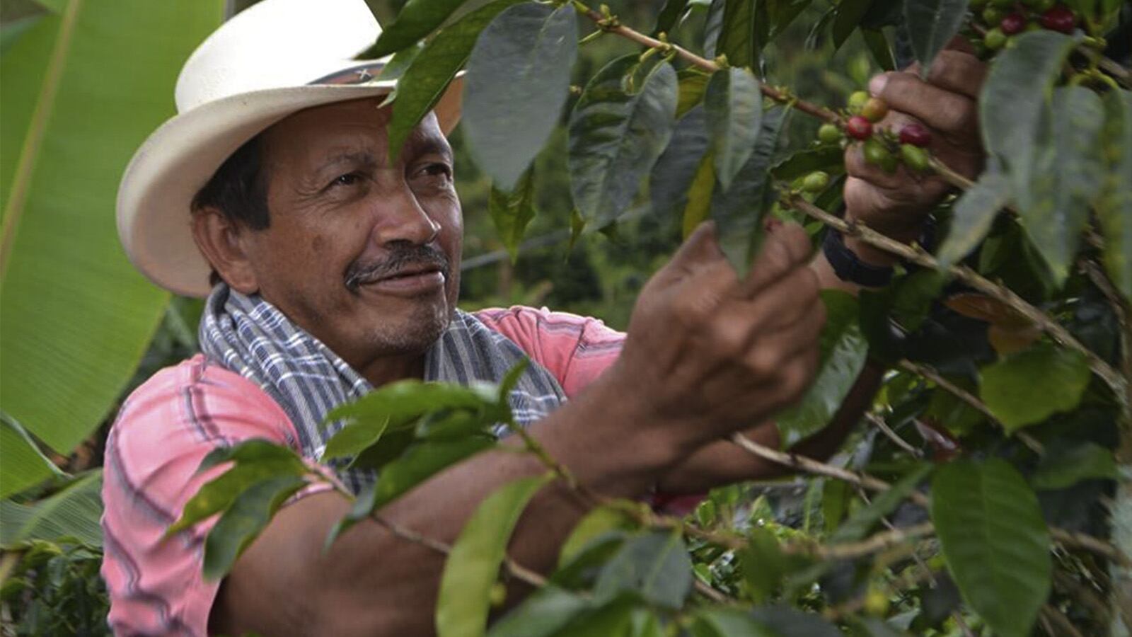 Los cafés de origen representan el sabor de una finca o de una región, según la Federación Nacional de Cafeteros.