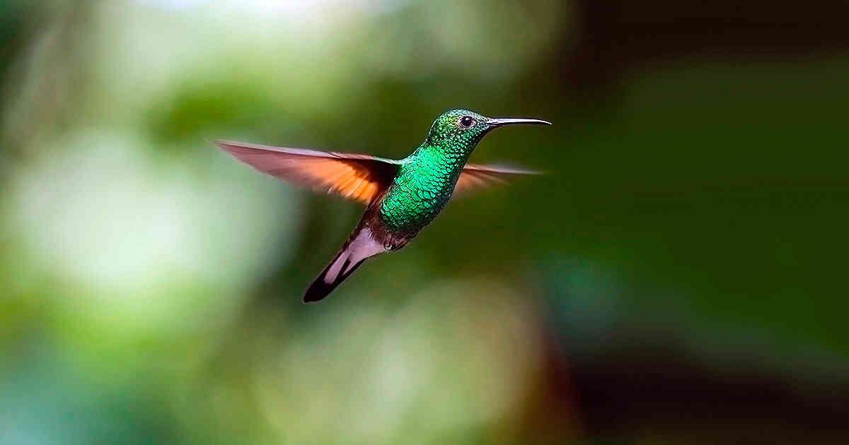Su aleteo rápido y constante se interpreta como una representación de la vida acelerada y efímera. Foto: Pixabay