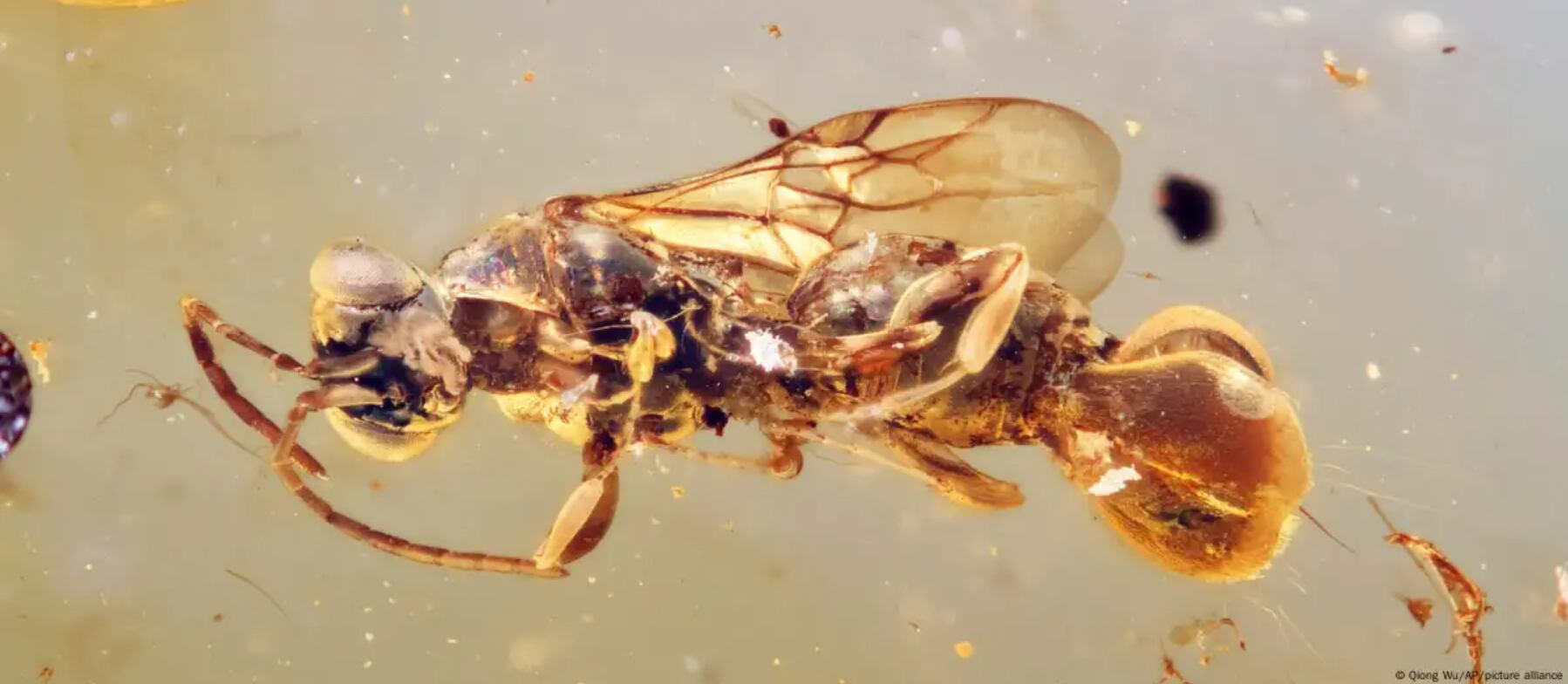 Descubren una avispa fósil con un mecanismo único para capturar presas.