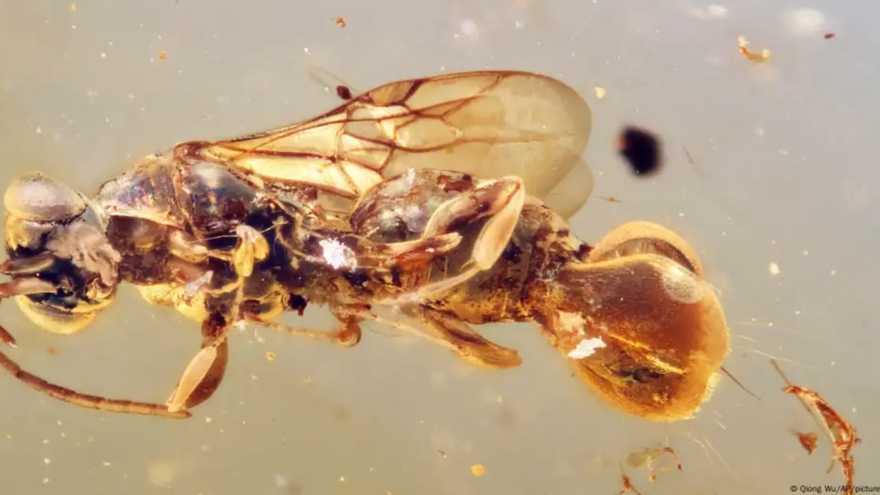 Hallan una avispa prehistórica con un abdomen similar a una planta carnívora.