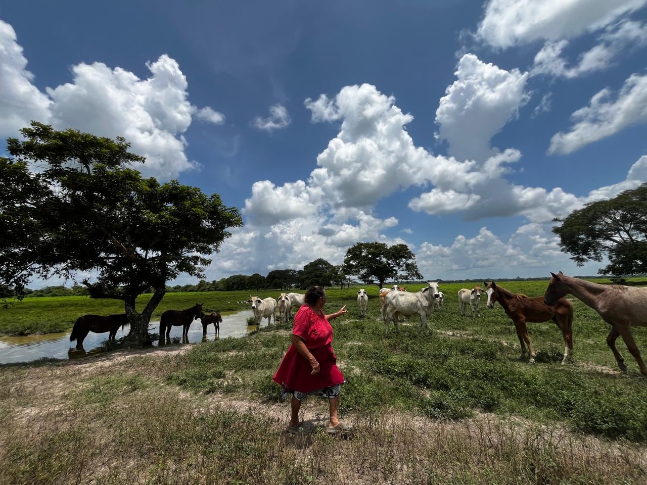 La ganadería es el sector agropecuario que más empleo genera en Colombia, con más de un millón de personas vinculadas en diferentes regiones del país.
