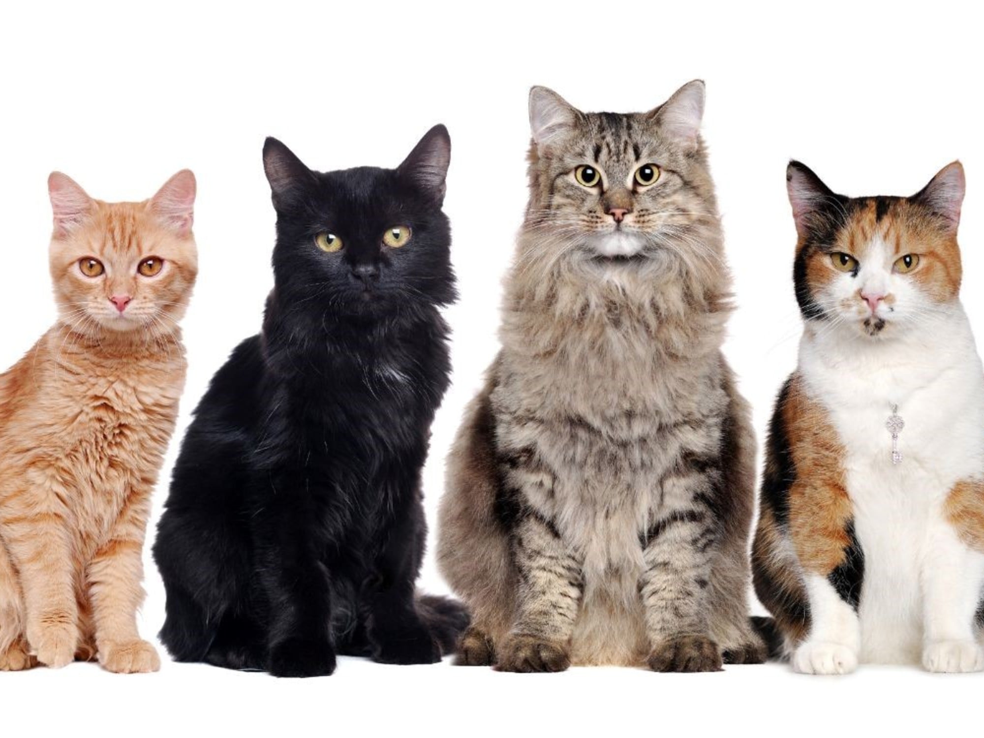 ¿La personalidad de tu gato depende del color de su pelo?