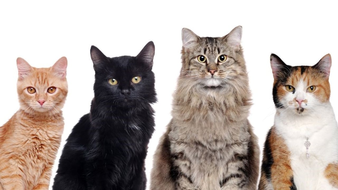 ¿La personalidad de su gato depende del color de su pelo?