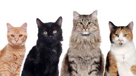 ¿La personalidad de tu gato depende del color de su pelo?