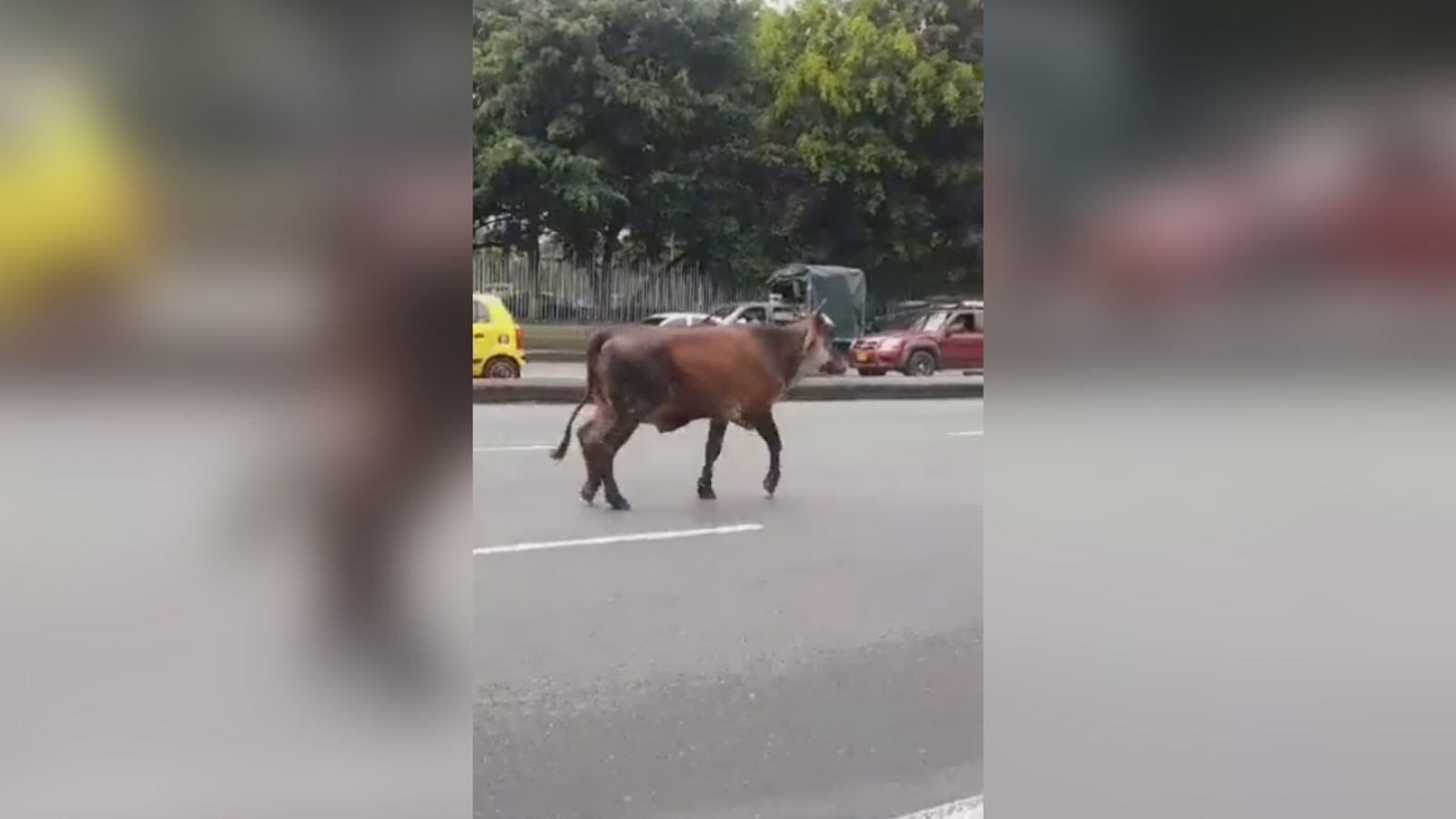 El animal caminó por la mitad de la autopista norte.