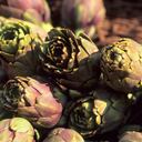 Alcachofa, hierba para bajar el colesterol.