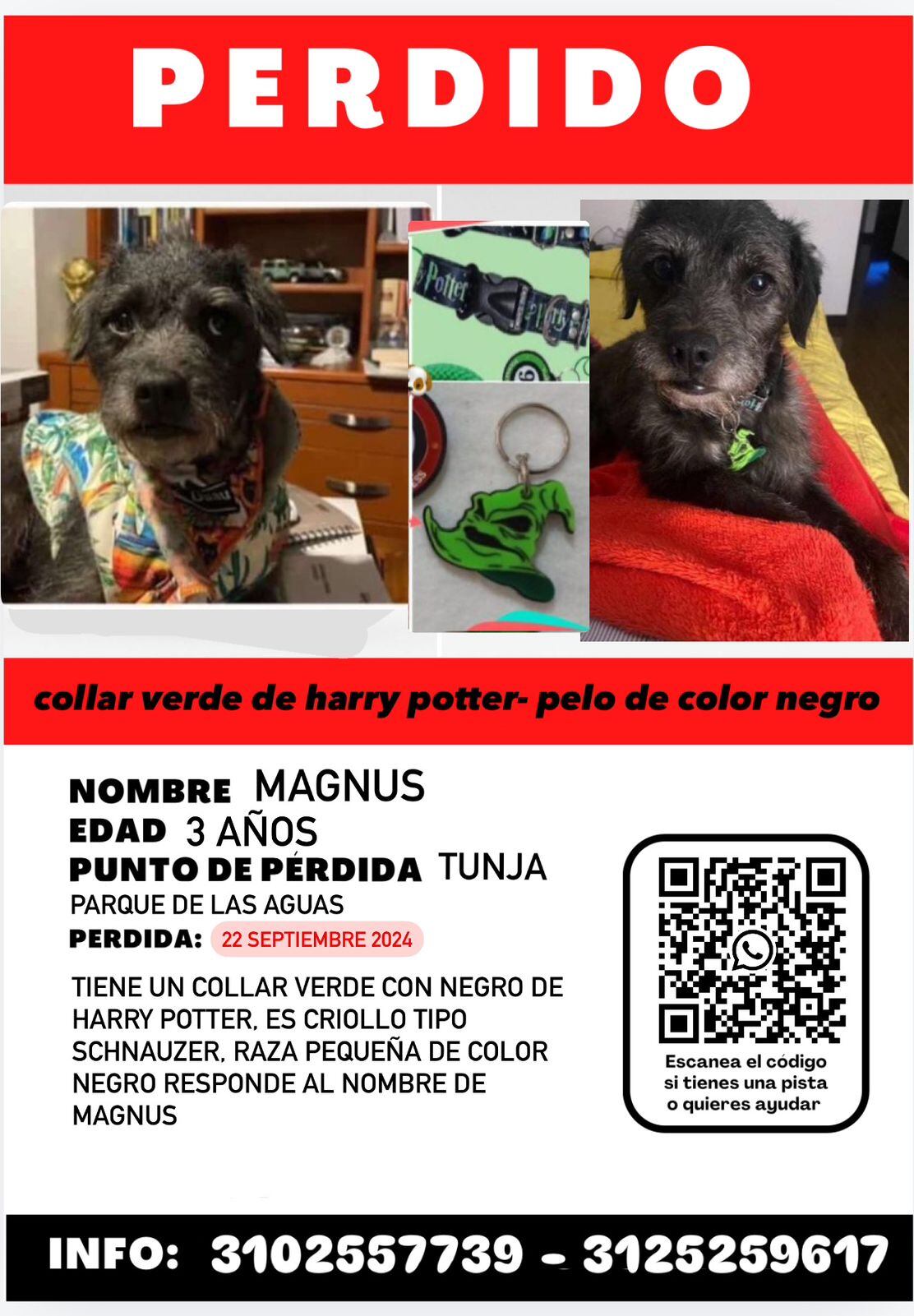 Magnus Perrito desaparecido
