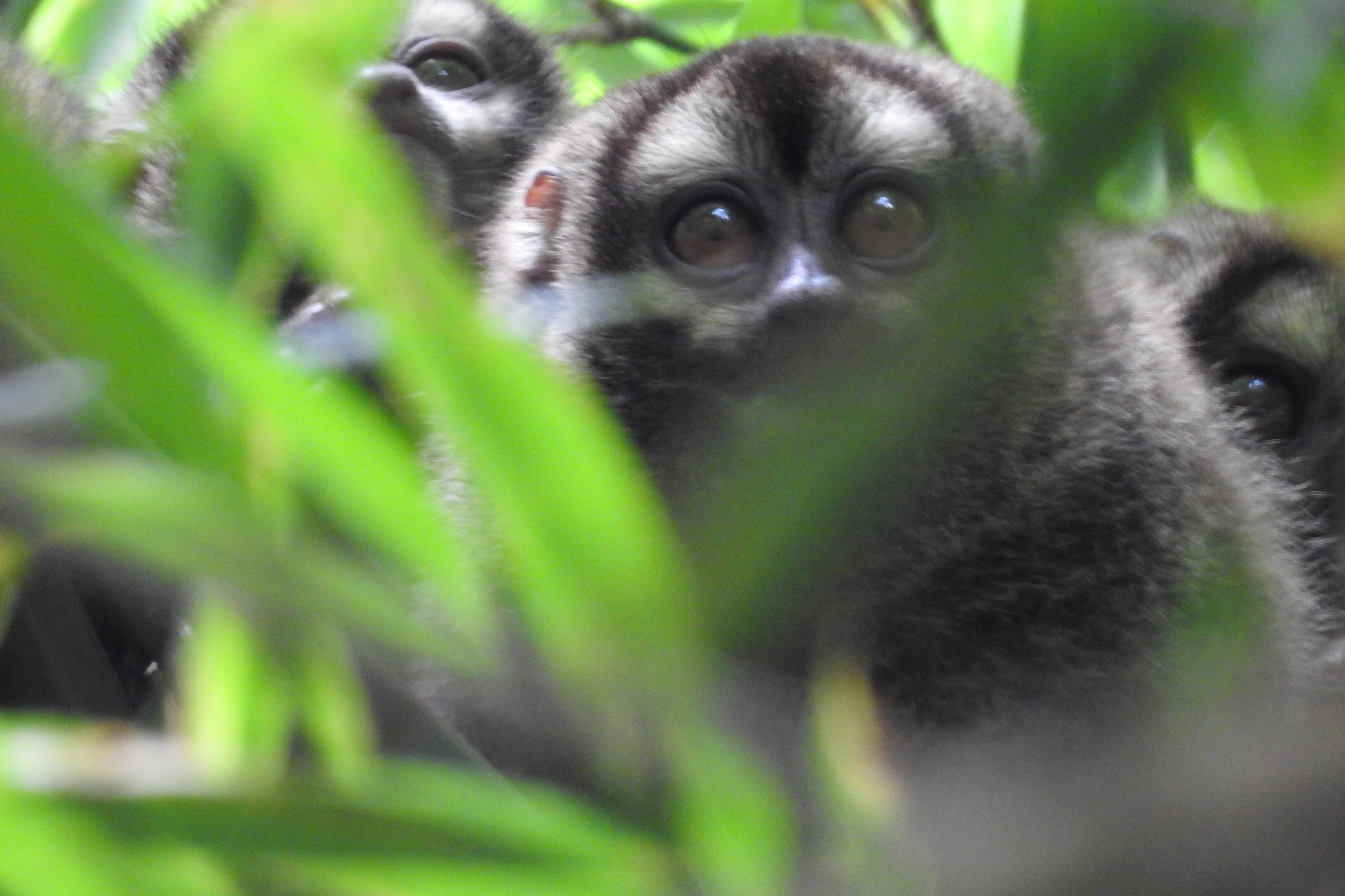 Marteja, "Aotus lemurinus", Parque Ecológico y Tecnológico Andalucía, Montenegro Quindío.