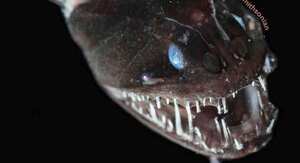 Estas criaturas son muy difíciles de fotografiar, según su autora. Foto: KAREN OSBORN/SMITHSONIANO vía BBC.