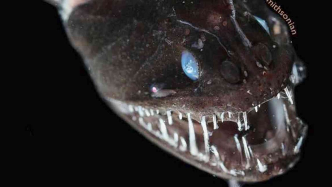 Estas criaturas son muy difíciles de fotografiar, según su autora. Foto: KAREN OSBORN/SMITHSONIANO vía BBC.